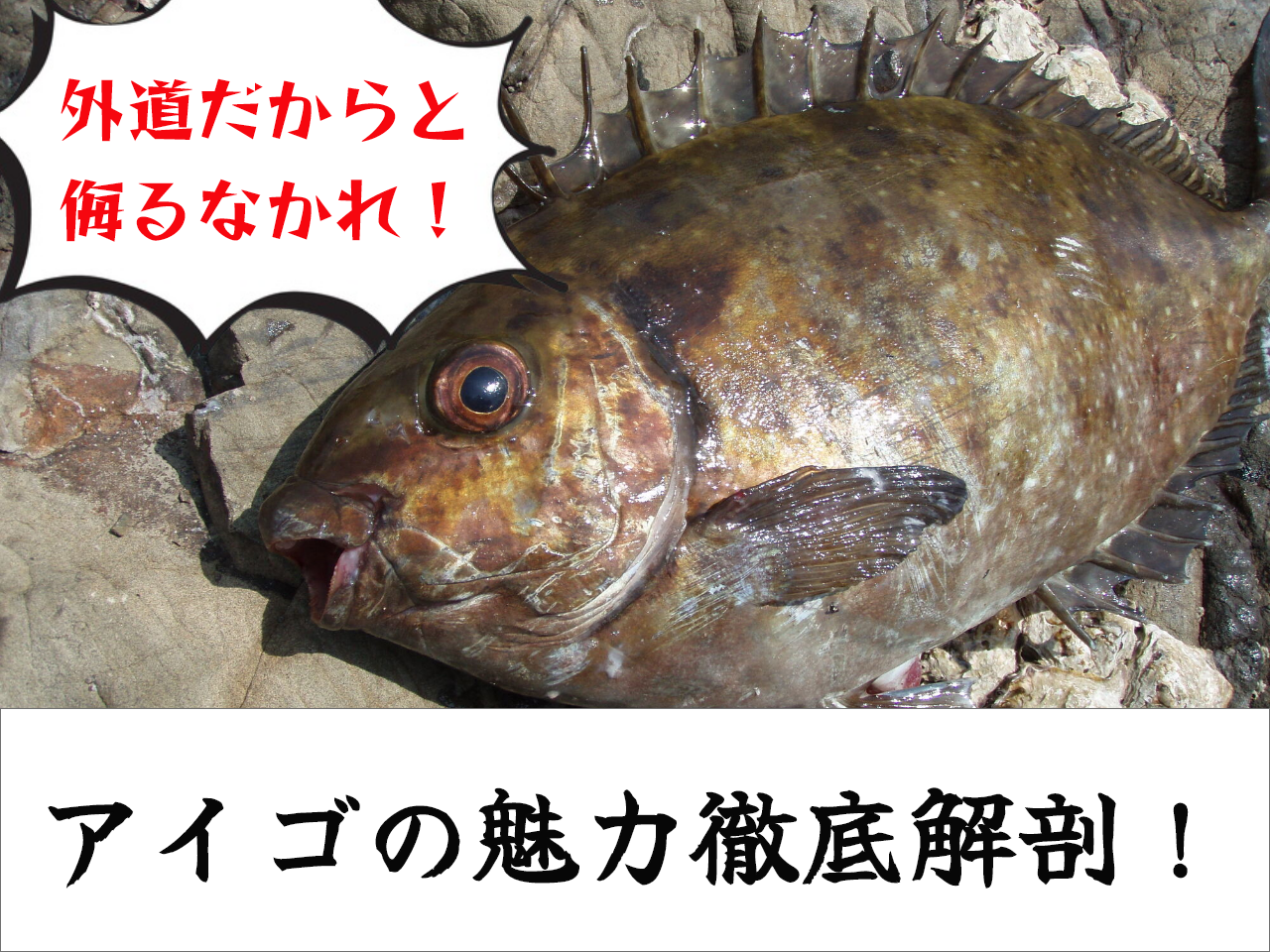 アイゴってどんな魚？生態から釣り方、おすすめの料理法まで一挙ご紹介！｜FISHING JAPAN（フィッシングジャパン）