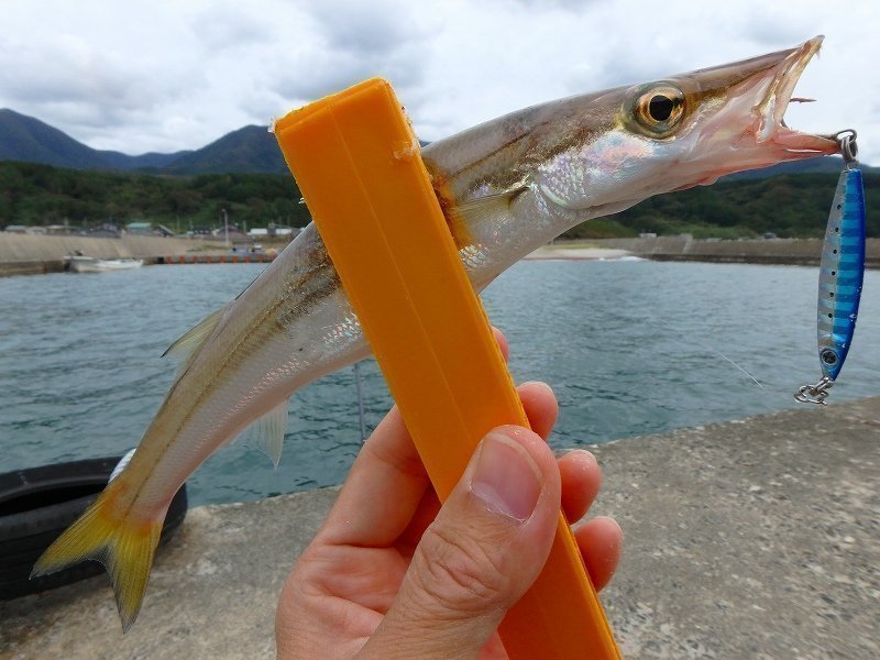 カマスってどんな魚？仕掛けやタックル、カマスの上手な釣り方から美味しい食べ方まで大特集！｜FISHING JAPAN（フィッシングジャパン）