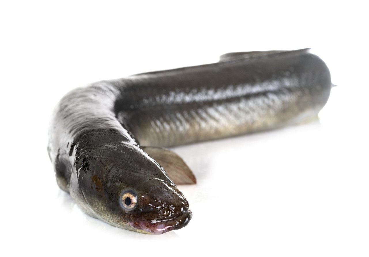 ウナギ釣りを完全解説！天然うなぎの釣れる時期、エリア、仕掛けなど全てに答えます｜FISHING JAPAN（フィッシングジャパン）