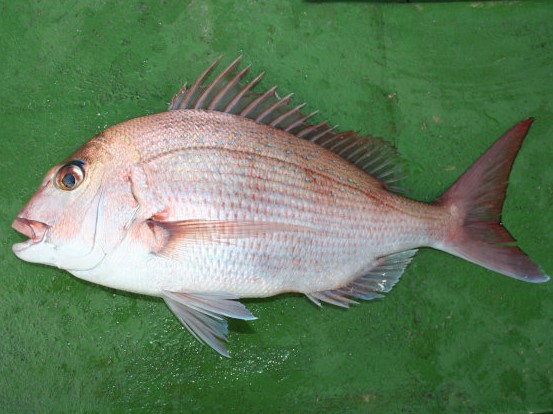 マダイの特徴・見分け方 | 写真から探せる魚図鑑