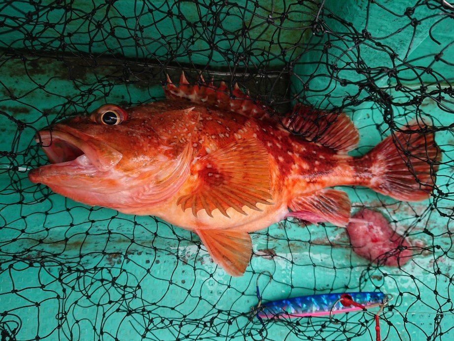 ウッカリカサゴの特徴・見分け方 | 写真から探せる魚図鑑