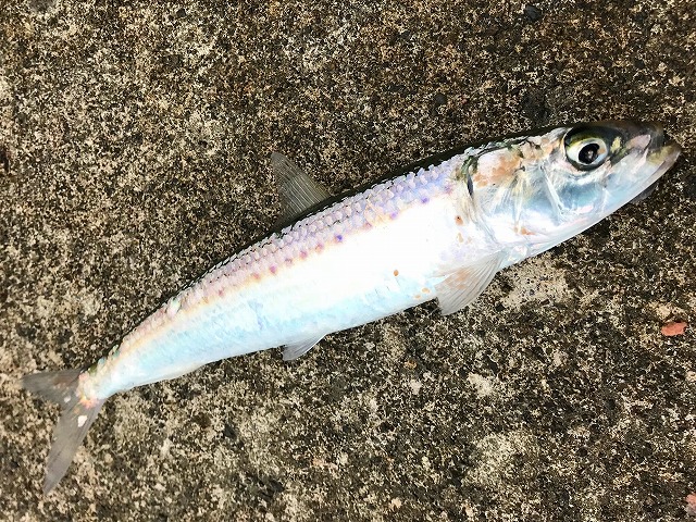 マイワシの特徴・見分け方 | 写真から探せる魚図鑑