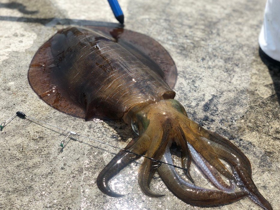 アオリイカの特徴・見分け方 | 写真から探せる魚図鑑