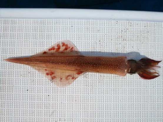 ヤリイカの特徴・見分け方 | 写真から探せる魚図鑑