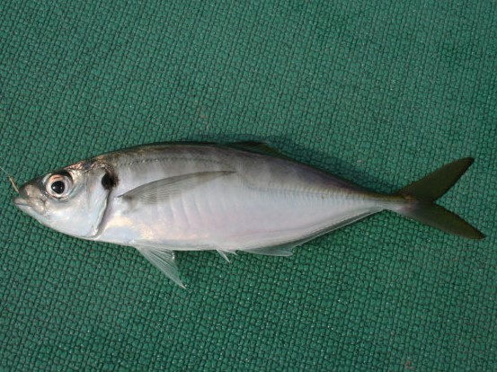 マアジの特徴・見分け方 | 写真から探せる魚図鑑
